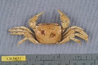 藏品(臺灣厚蟹)的圖片